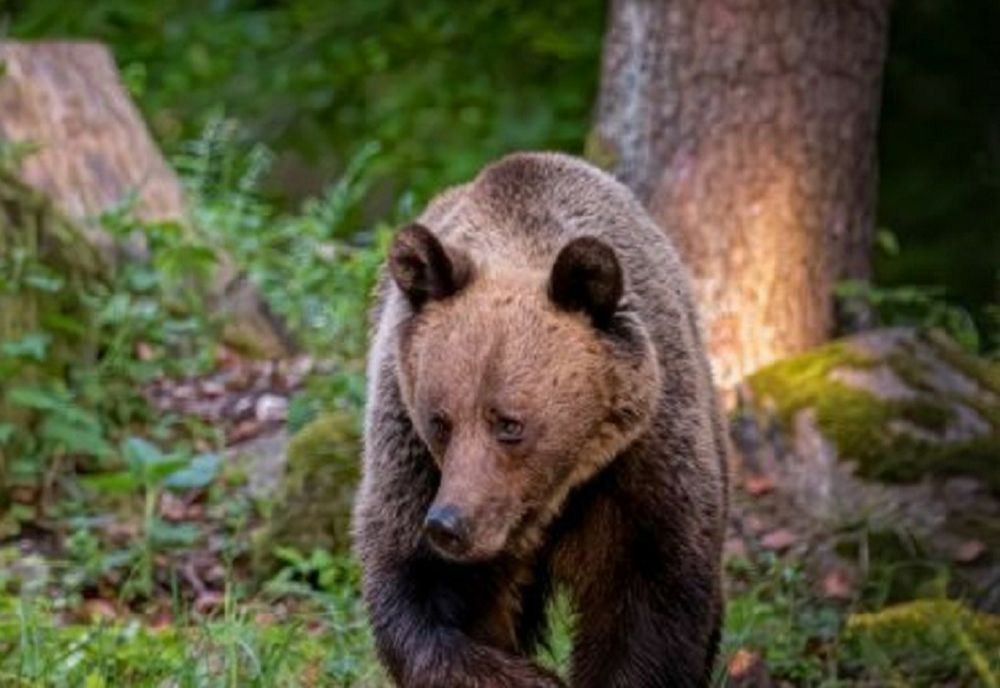 Ro Alert la Râmnicu Vâlcea. Prezența unui urs a fost semnalată într- un cartier din zonă