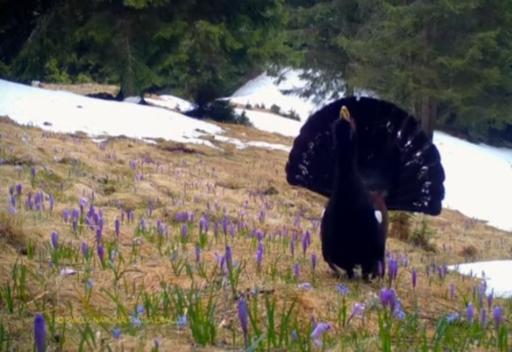 Imagini spectaculoase cu un cocoș de munte în timp ce se plimba printr-o pădure din munți
