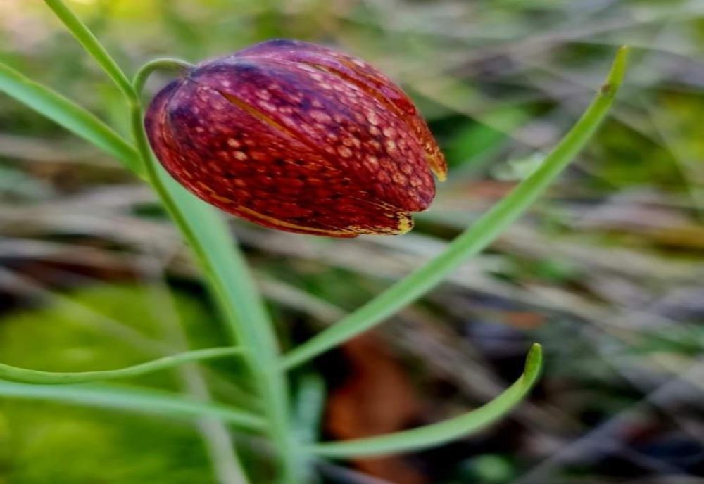 Apariție inedită în Geoparcul Platoul Mehedinți în această perioadă