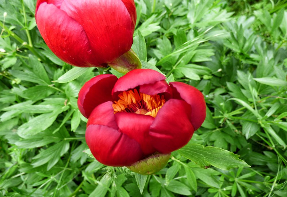 Ziua bujorului românesc. Astăzi este pentru prima dată când se sărbătorește de când este Floarea Națională