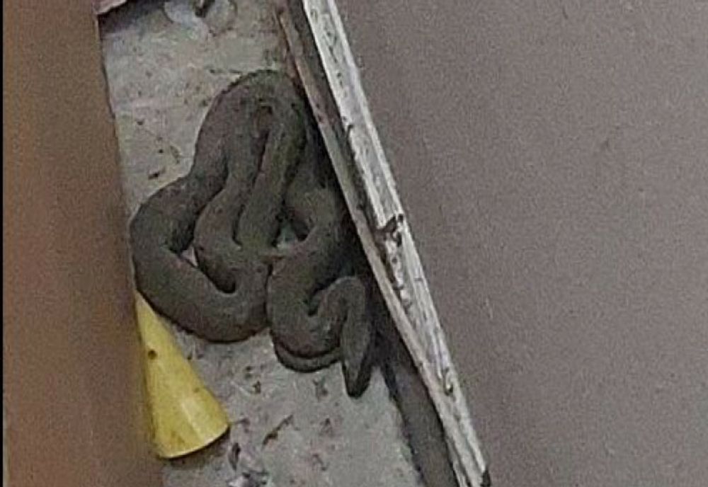 CHINA: UN BĂRBAT A FOST PRINS CU 100 DE ȘERPI ÎN PANTALONI