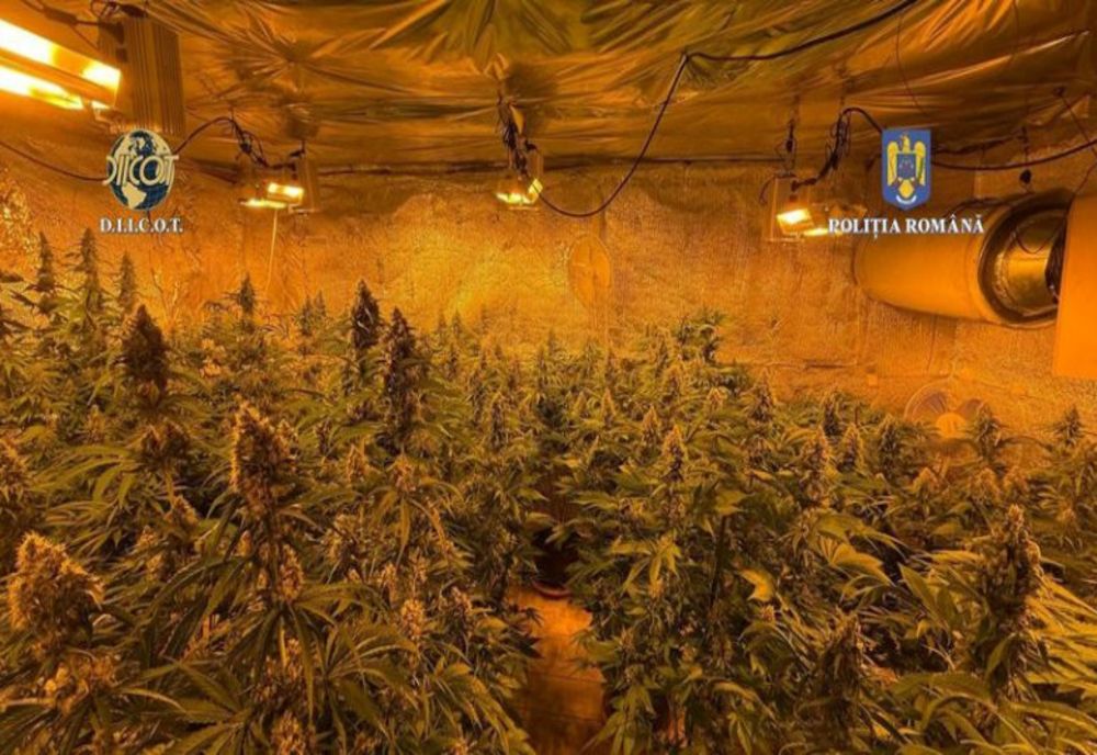 PLANTATIE DE CANNABIS DESCOPERITĂ ÎN VÂLCEA: BĂRBAT REȚINUT, 44 DE GHIVECE CU PLANTE URIAȘE ÎN LOCUINȚĂ