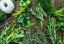Cele mai eficiente ierburi care îți curăță plămânii și calmează tusea