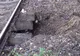 Trafic feroviar afectat de inundatii