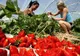 Locuri de muncă sezonieră în agricultură - Spania - Campania 2019