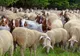 APIA Vâlcea face plăți în sectorul creșterii animalelor