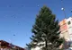 Bradul de Crăciun a fost montat în Scuarul Mircea cel Bătrân