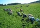 Locuri de munca in agricultura pentru Danemarca si Portugalia