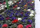 Râmnicul redevine oraşul florilor !