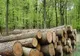 Percheziţii în judeţele Alba, Vâlcea, Sibiu şi Gorj,  la persoane bănuite că ar fi tăiat fără drept arbori din fondul forestier naţional