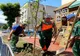 Arbori plantați în mai multe zone ale Râmnicului, de administrația locală