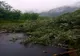 Sensul de mers Sibiu-Vâlcea a fost blocat de un copac