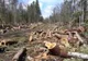 Pădurar din Vâlcea reținut la Alba pentru că ar fi permis tăierea ilegală a 399 de arbori