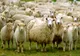 Autoritățile vâlcene au restricționat  circulația animalelor