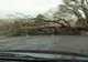 Traficul a fost blocat pe DN 7 de un copac