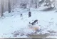Căprioară albă, o apariție inedită in Bucegi