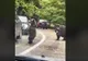 VIDEO Un şofer inconştient a bătut palma cu un urs pe Transfăgărăşan