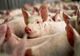 Guvernul interzice gospodăriilor țărănești să mai vândă porci și carne de porc